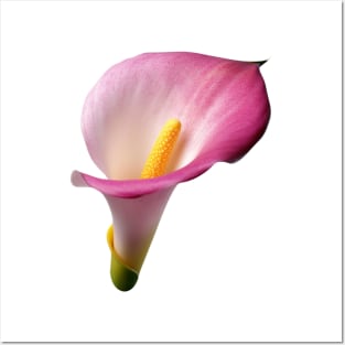 Pink Calla Lily art print Posters and Art